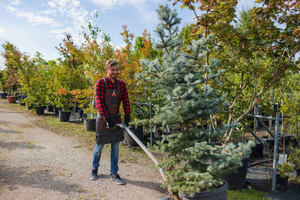 How Our Tree Care Process Works  in Nazareth College, NY